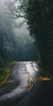 Carretera-De-Cemento-Gris-En-Medio-De-La-Jungla-Durante-El-Dia-giros-inseperados