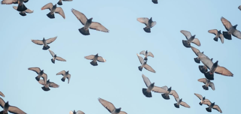 Aves volando con un cielo azul