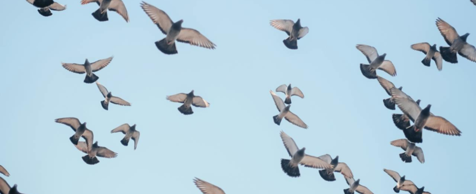 Aves volando con un cielo azul