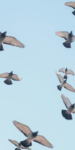 Aves volando con un cielo azul